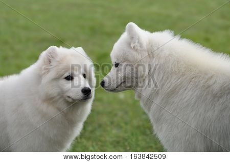 Two samoyed dogs getting to know each other