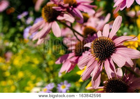 Pink Echinacea flowers with yellow stamens. On a Sunny summer day. Beautiful garden. Selective focus. Place for text.