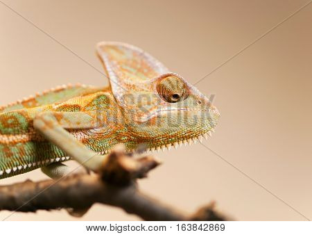 Young Yemen chameleon on the branch looking down - Chameleo calyptratus
