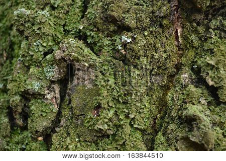 relief bark of an old birch tree covered with green moss