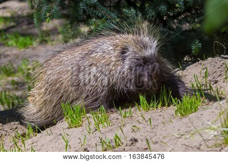 Walking Tree Porcupine