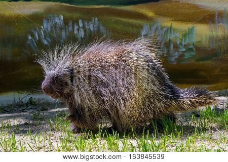 Tree Porcupine Walking