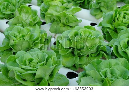 Organic hydroponic vegetable farm healthy vegetable hydroponic conceptagricultural industry concept.