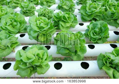 Organic Hydroponic Vegetable Farm Concept