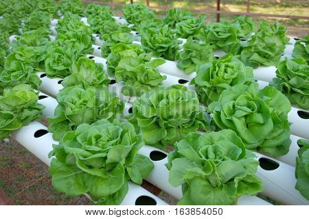 Organic Hydroponic Vegetable Farm Concept