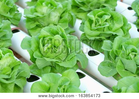 Organic Hydroponic Vegetable Farm Concept