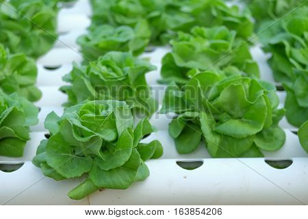 Organic Hydroponic Vegetable Farm Concept