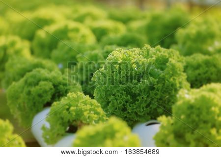 Organic Hydroponic Vegetable Farm Concept