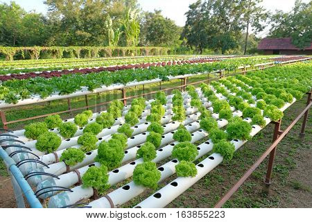 Organic Hydroponic Vegetable Farm Concept