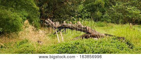 Fallen dead tree in the middle of grassyard photo taken in Semarang Indonesia java