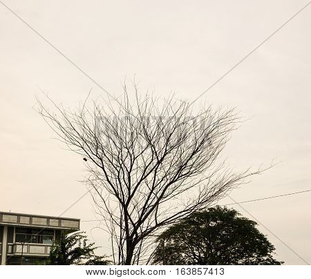 A dead big tree photo taken in Semarang Indonesia java