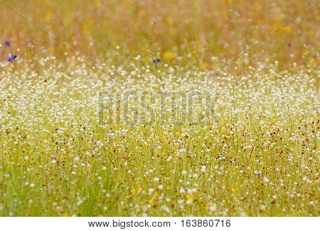 beautiful wild flower field in the morning (Manee Dhevaa Eriocaulon sp.)