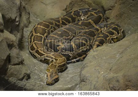 A Burmese python laying on a rock