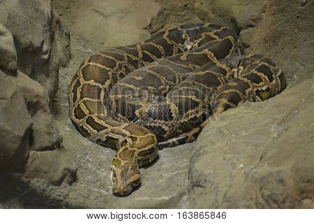 A Burmese python laying on a rock