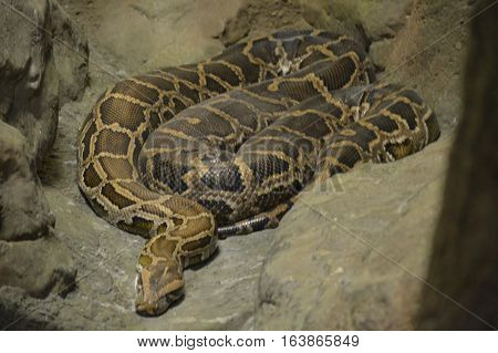 A Burmese python laying on a rock