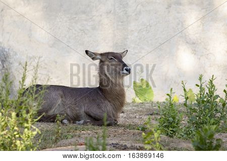 Image of an antelope relax on nature background. Wild Animals.