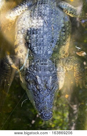 Image of a crocodile on the water. Wild Animals.