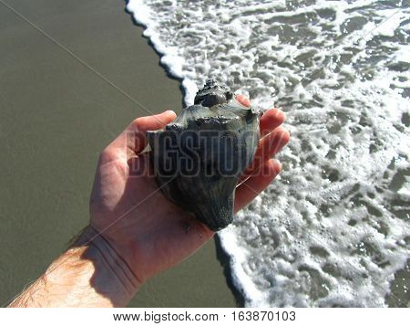 holding a seashell above the surf by the seashore