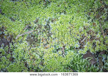 Green Moss With Rime
