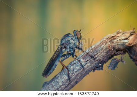 Macro Of Fly (robber Fly, Asilidae, Predator) Insect
