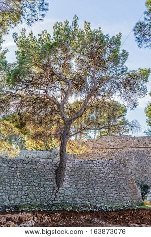Fort St. John detail of the pine tree growing through the wall, architectural monument of the Sibenik Croatia.