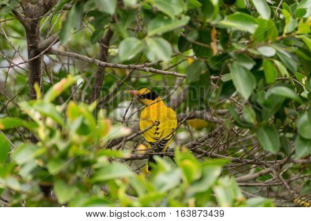 Bird (black-naped Oriole) On A Tree