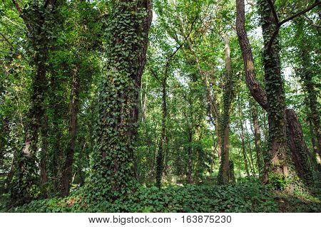 Green Ivy Growing On The Trunk Of Tree In The Park