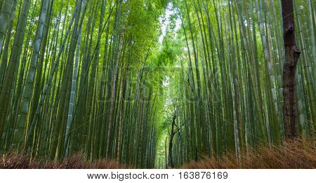 Arashiyama Bamboo Forest In Kyoto Japan. Beautiful Bamboo Background With Natural Scene.