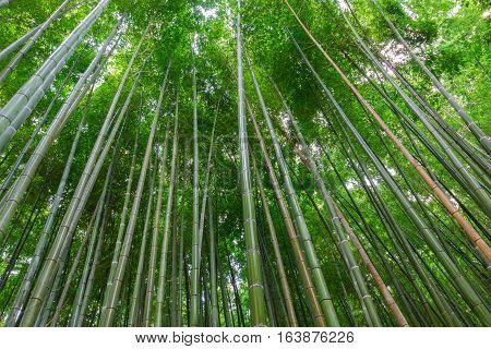 Arashiyama Bamboo Forest In Kyoto Japan. Beautiful Bamboo Background With Natural Scene.