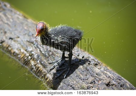Australian Coot (fulica Atra Australis) Chick
