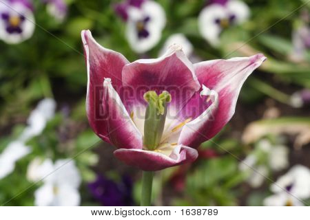 Tulip: Couleur Cardinal Variety