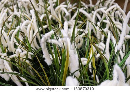 Artificial Feather Pennisetum or Mission Grass for Home and Office Decoration without The Care.