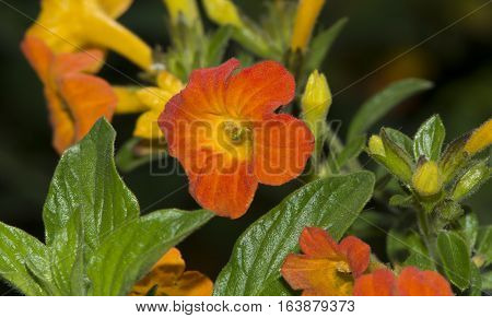 Streptosolen Jamesonii, The Marmalade Bush Flowers