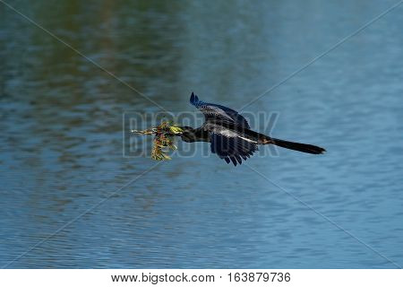 Anhinga Flying To The Nest