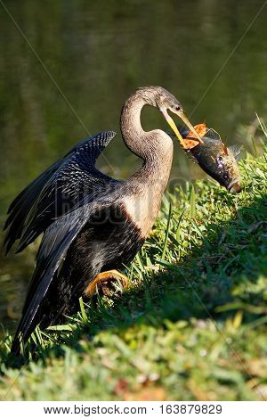 Anhinga (Anhinga anhinga) eating fish, on grassy shore