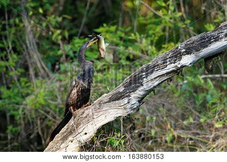 Anhinga (Anhinga anhinga) eating fish on a tree