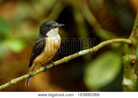 Female Vanikoro Broadbill Sitting On A Tree On Viti Levu Island, Fiji.