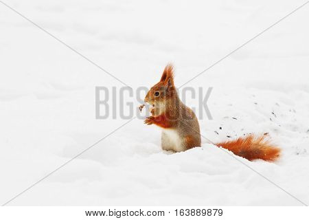 Ginger squirrel sits on snow in the winter forest. Curious rodent eating a nut.