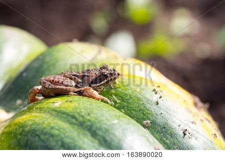 Little frog sitting on a green pumpkin photo 