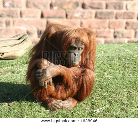 Orang Utan