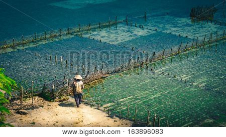People collect seaweed plantations algal - Nusa Penida, Bali, Indonesia.
