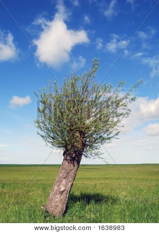 Willow_Tree