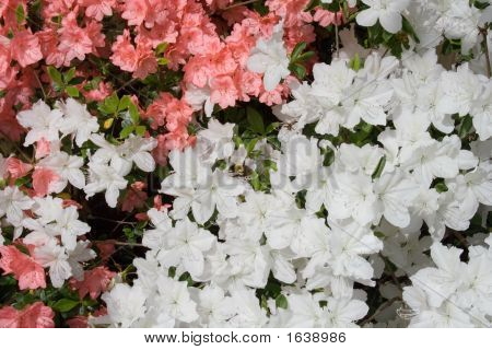 Azaleas