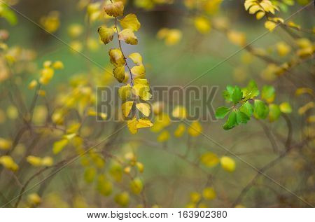 Beautiful late autumnal background - branches of ornamental garden shrub.
