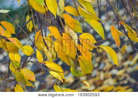 Seasonal background - beautiful colors of autumn.