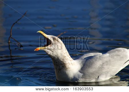 A winter plumage Herring Gull calling with beak wide open