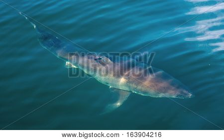 Great White Shark Underwater . Great White Shark (carcharodon Carcharias) In The Water Of Pacific Oc