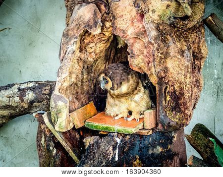 Burung Hantu punggur, brown wood owl sitting in hollow