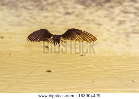 Whiskered tern in Arugam bay lagoon, Sri Lanka ; specie Chlidonias hybrida family of Laridae
