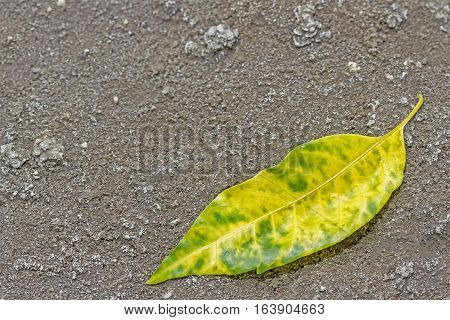 Yellow green leaf on soil floor background